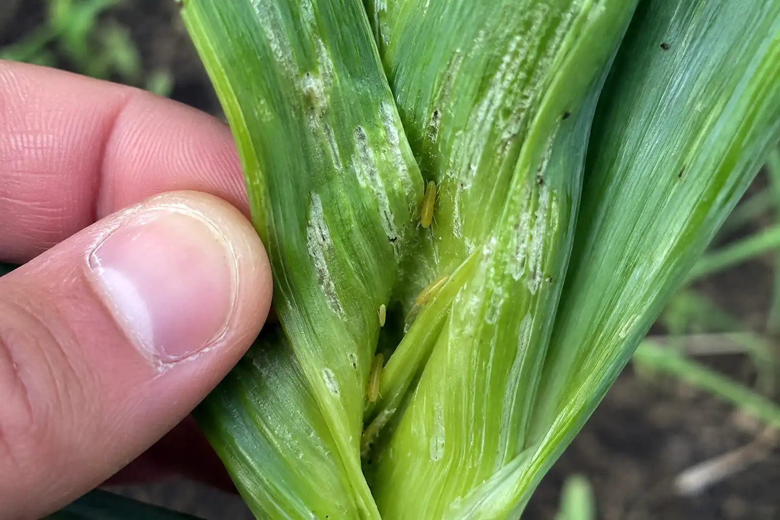 Onion thrips feeding leaves silvery streaks on inner onion leaves, which cuts photosynthesis and shrinks the finished bulb