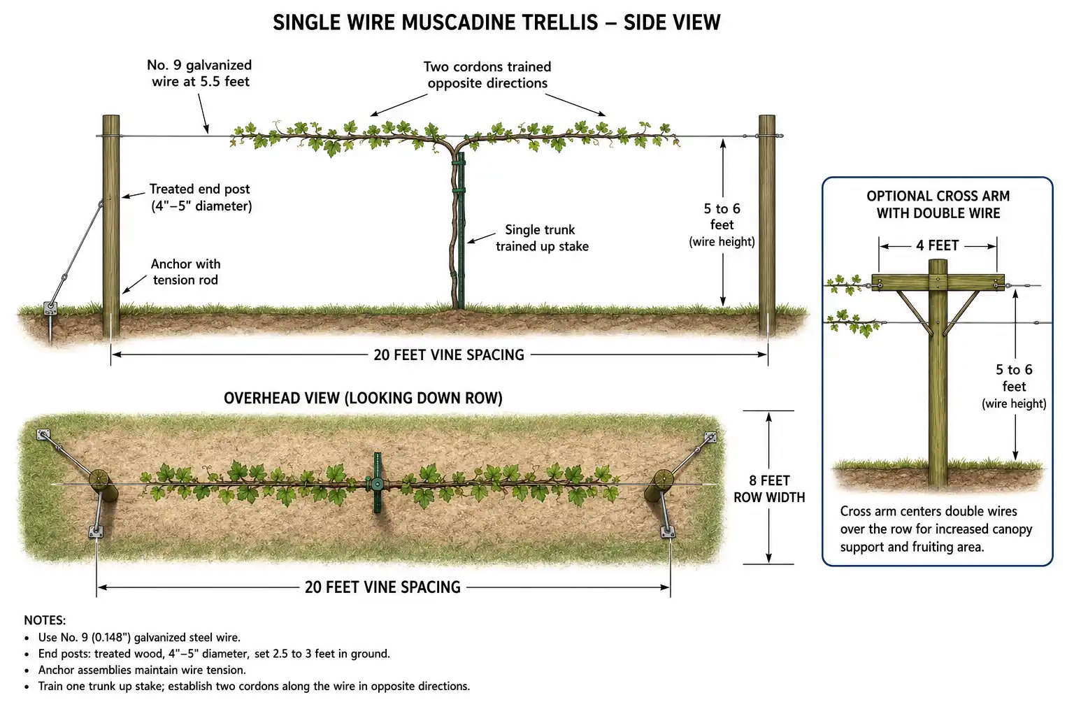 Trellis diagram for scuppernong grapes showing a single wire at 5 to 6 feet, 20 foot vine spacing, 8 foot rows, and an optional double wire cross arm