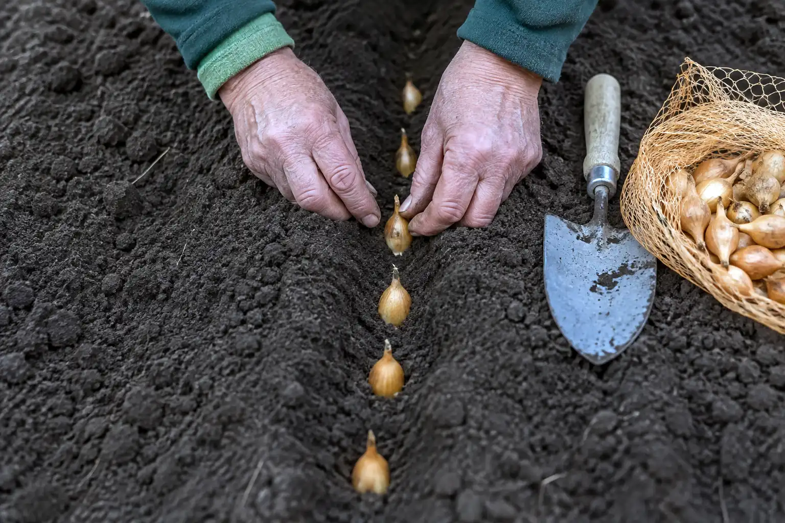 Small sets under a half inch wide sit pointed end up, one to two inches deep and one inch apart, for green onions in about a month.