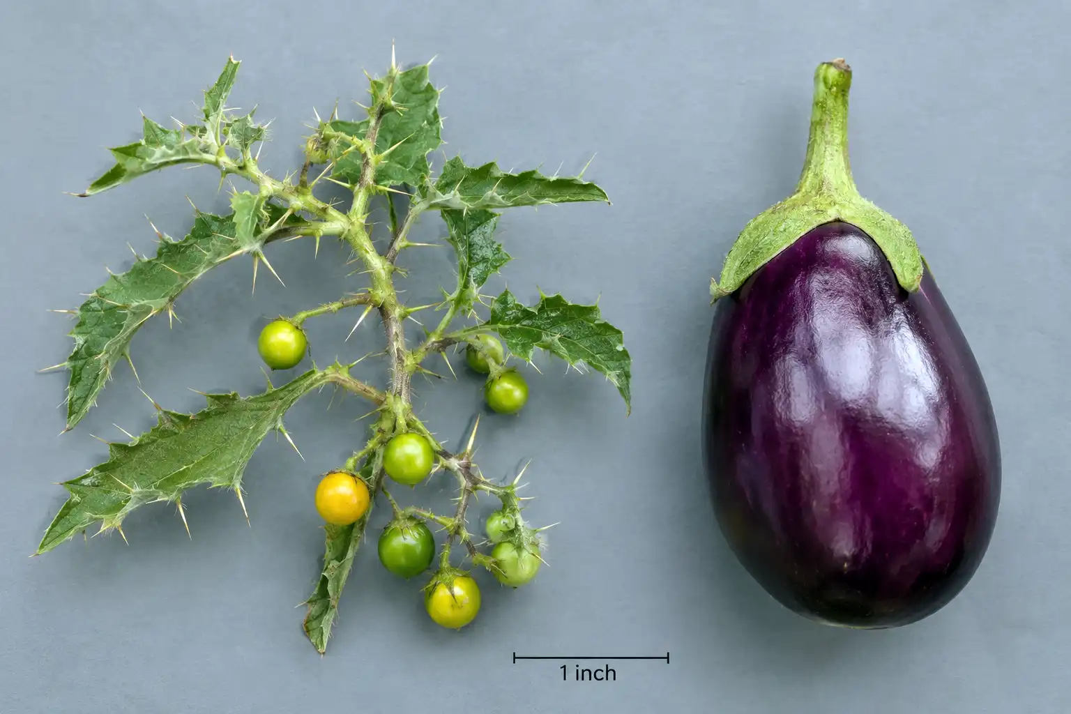 A wild Solanum insanum branch holding tiny round fruit and sharp spines shown beside a large smooth purple cultivated eggplant for size comparison
