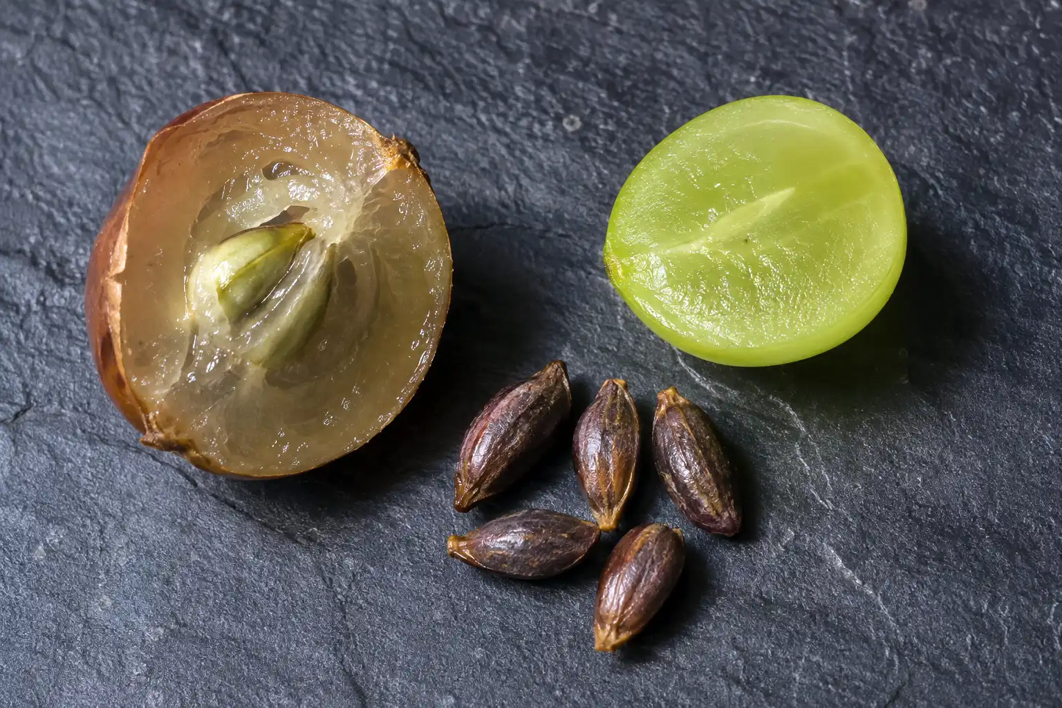 A muscadine berry holds up to five large hard oblong seeds inside thick skin, far bigger than the faint soft trace inside a seedless table grape