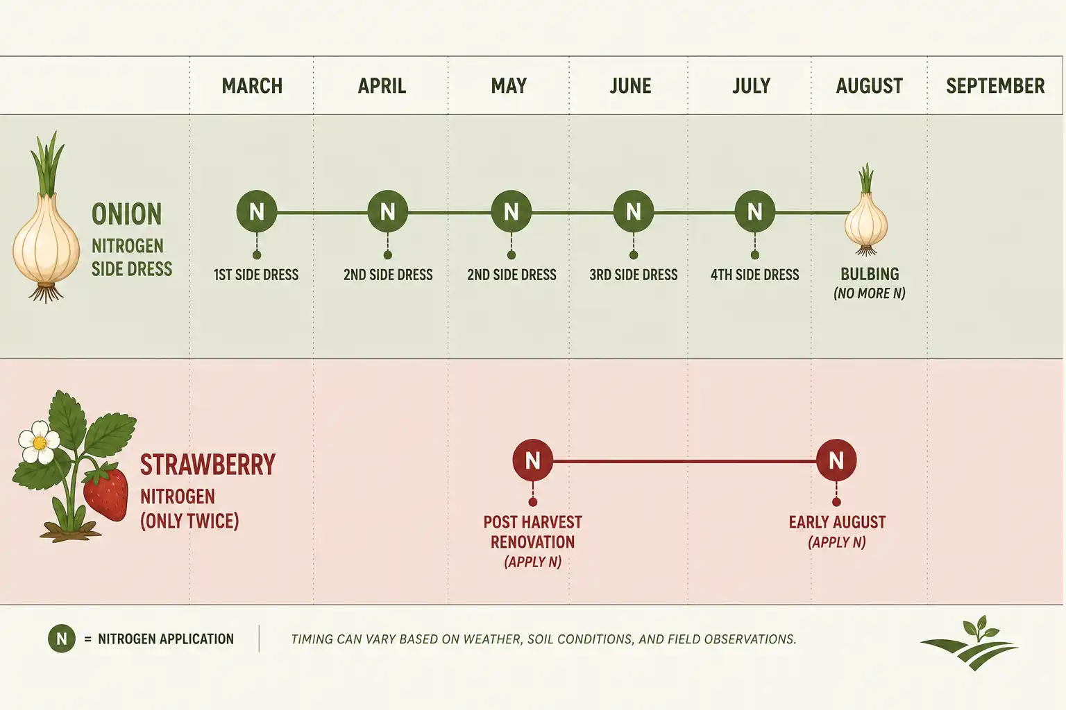 Onion nitrogen goes on from April through early June and stops at bulbing, while strawberry nitrogen waits for late June renovation and a second application in early August