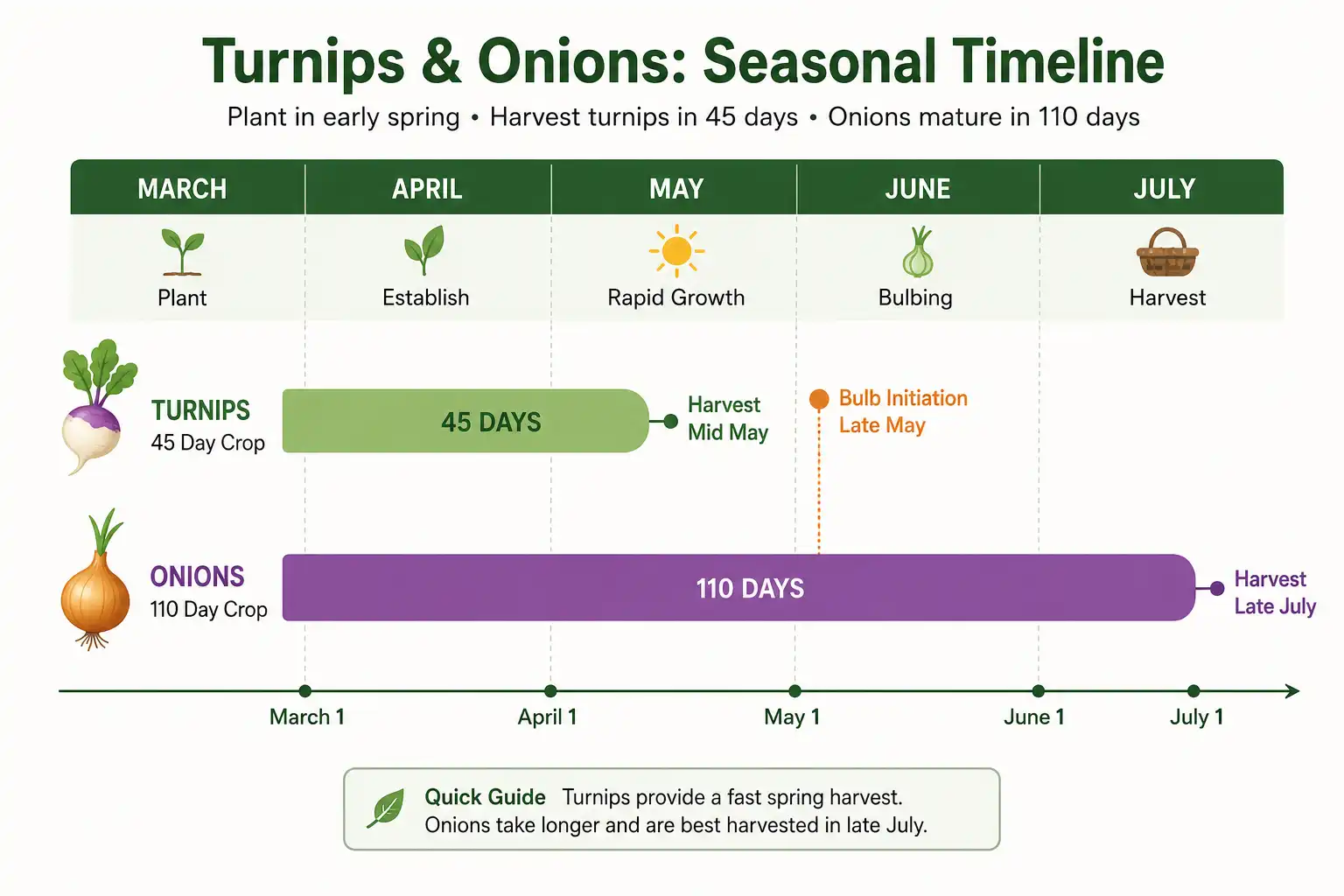 Turnips reach harvest size in 40 to 50 days and clear the bed in mid May, weeks before onions begin bulbing in late May
