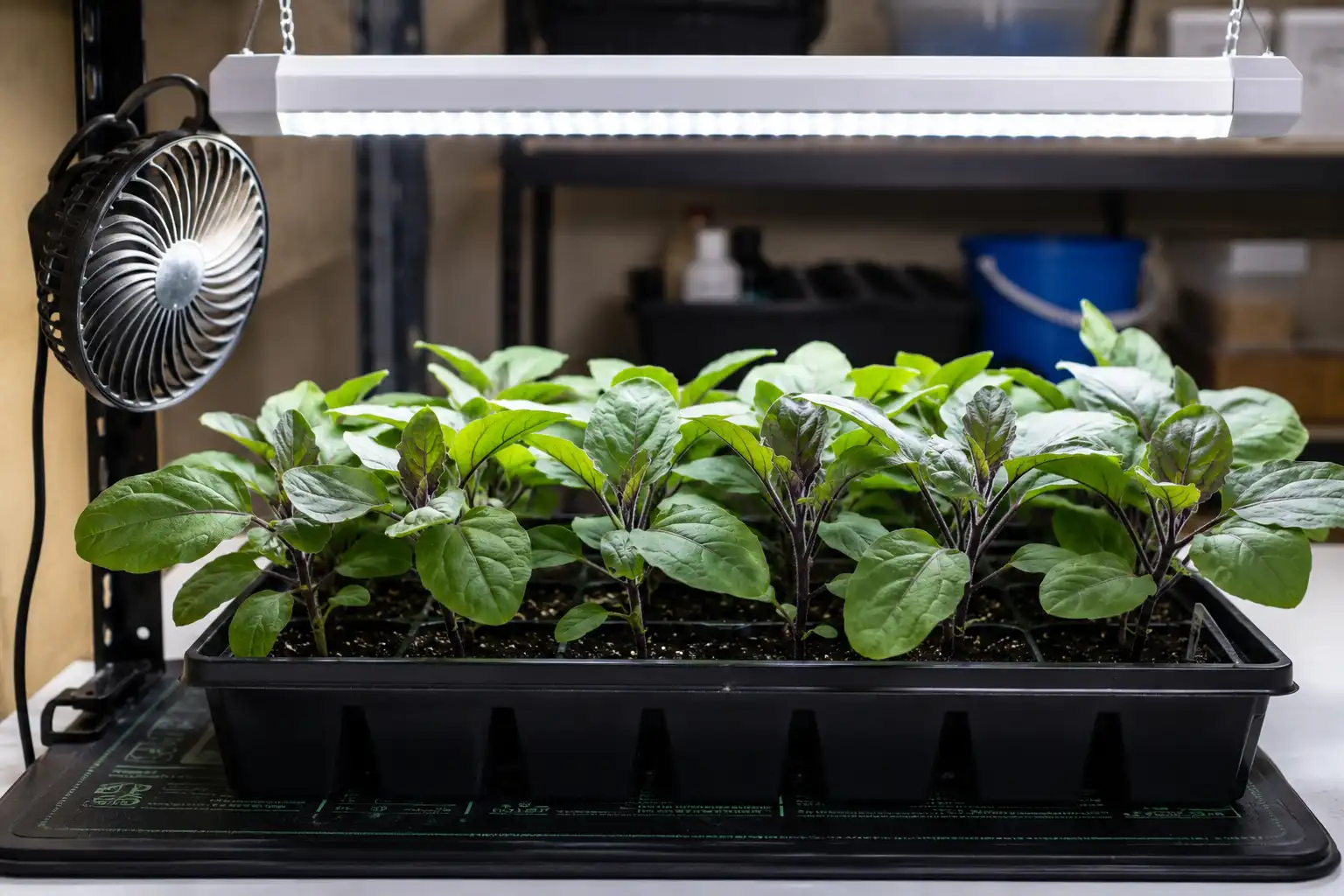 Short thick eggplant seedlings growing under an LED light bar positioned two inches above the canopy with a clip fan for airflow