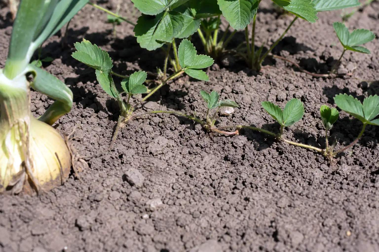 Strawberry runners spread across the aisle by midsummer and shade out onions planted too close to the fruiting row