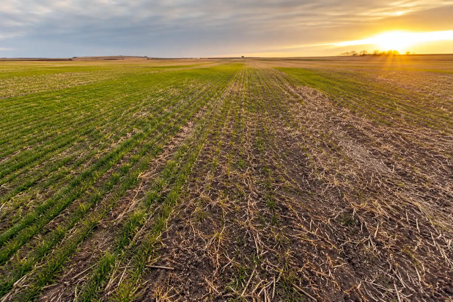 Patchy seedbed moisture and cloddy soil spread emergence across two weeks and leave visible gaps and thin strips in the rows