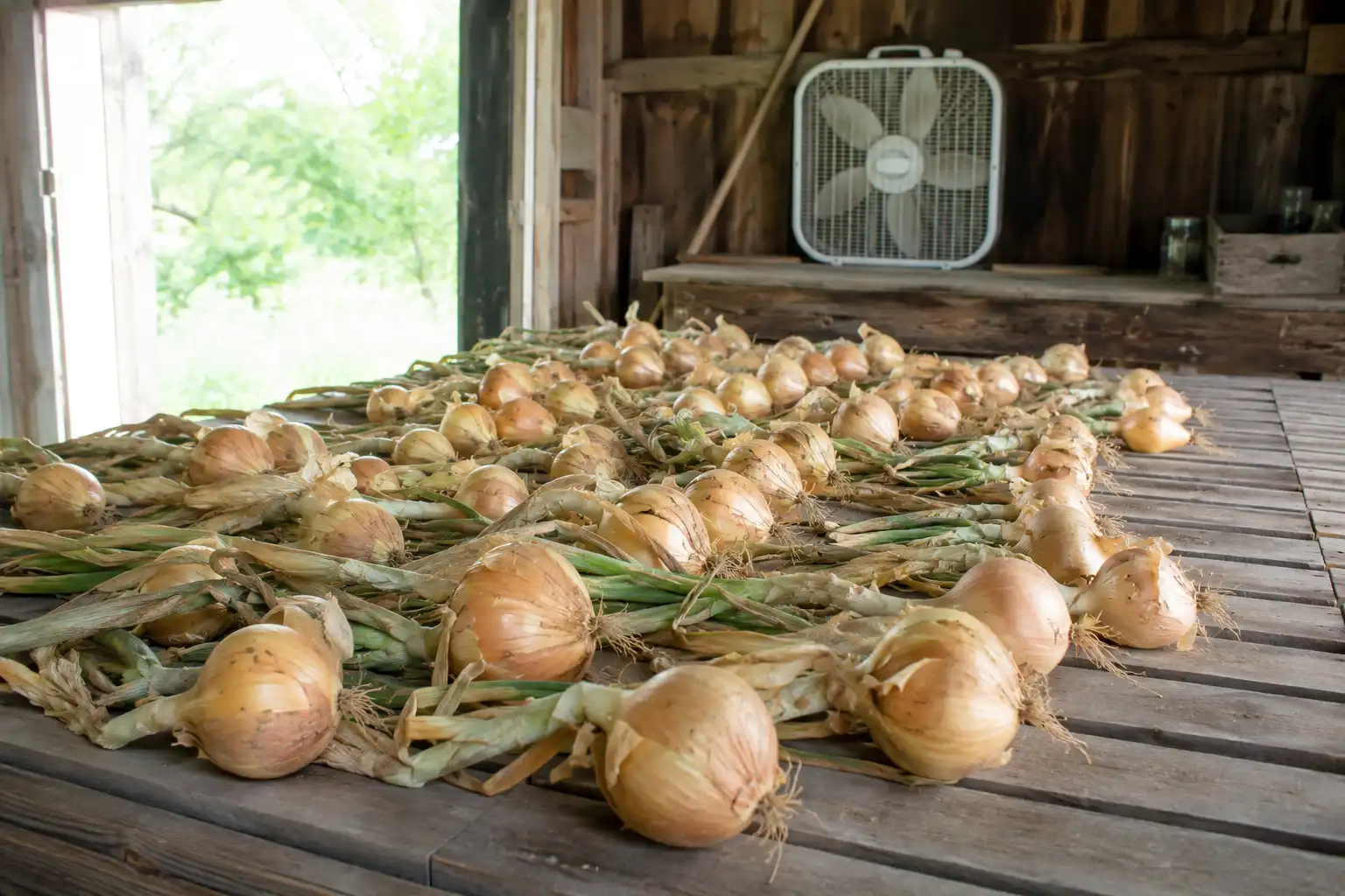 Sweet onions cure two to three weeks in shade at 75 to 80 degrees with steady airflow until the necks are tight and the skins rustle, then keep one to three months in cool dry storage