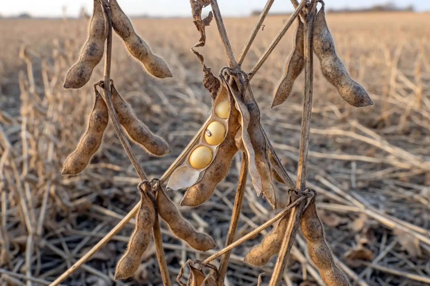 Growth stops at R8, when 95 percent of pods have turned tan or brown, shown on a plant with leaves already dropping.