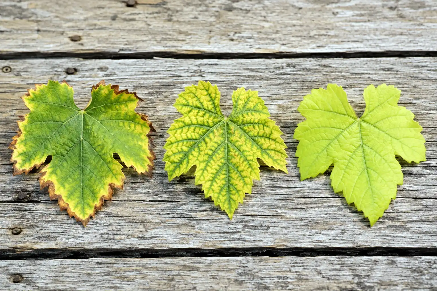 Scorched leaf margins from potassium shortage, yellow patches between veins from magnesium shortage, and uniform pale green from nitrogen shortage on three grape leaves