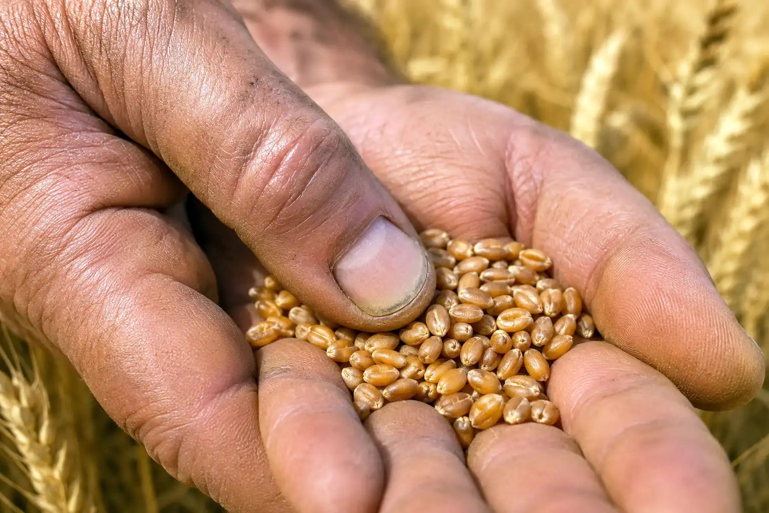 A thumbnail dent that holds in a spring wheat kernel shows grain moisture has dropped below 30 percent.