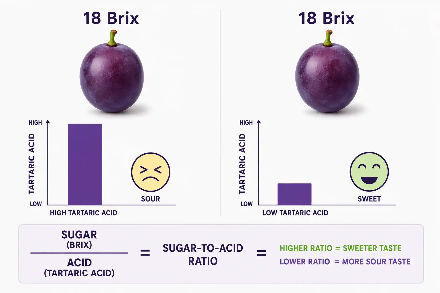 Two grapes both at 18 Brix taste different because the one carrying less tartaric acid reads far sweeter on the tongue