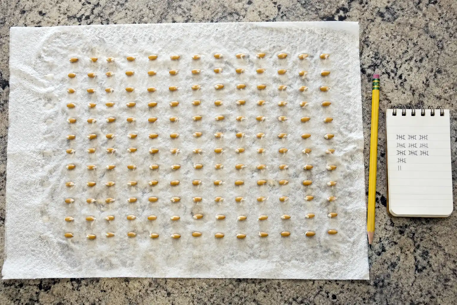 Rag doll germination test showing about 100 wheat seeds in rows with white sprouts and a tally notepad