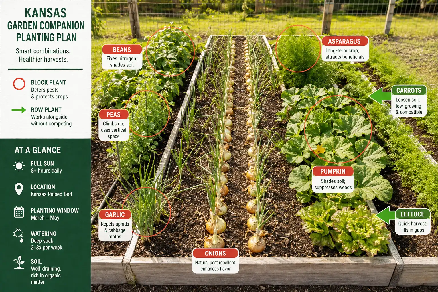 Beans, peas, garlic and other alliums, asparagus, and sprawling pumpkin vines are the plants to keep out of an onion bed, marked off beside rows of maturing yellow onions