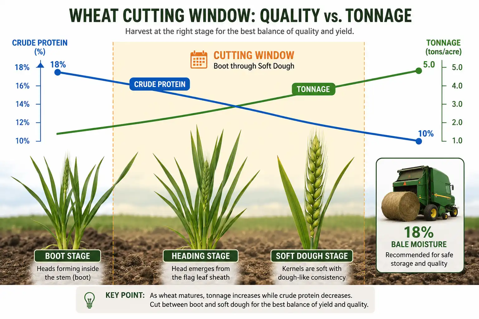 Chart of wheat forage crude protein dropping from 18 percent at boot to 10 percent at soft dough while tonnage roughly doubles over the same window