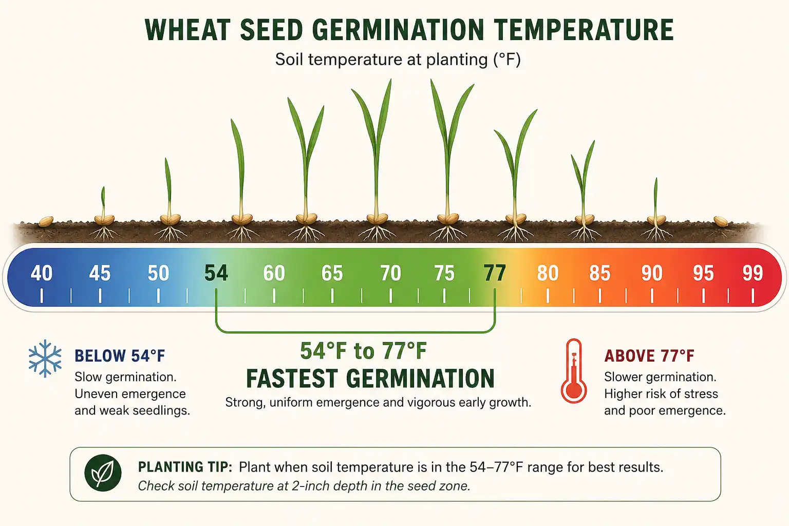 Wheat seed germinates from 40 to 99 degrees, sprouts fastest in the 54 to 77 degree band, and slows sharply in cold soil or above 85 degrees