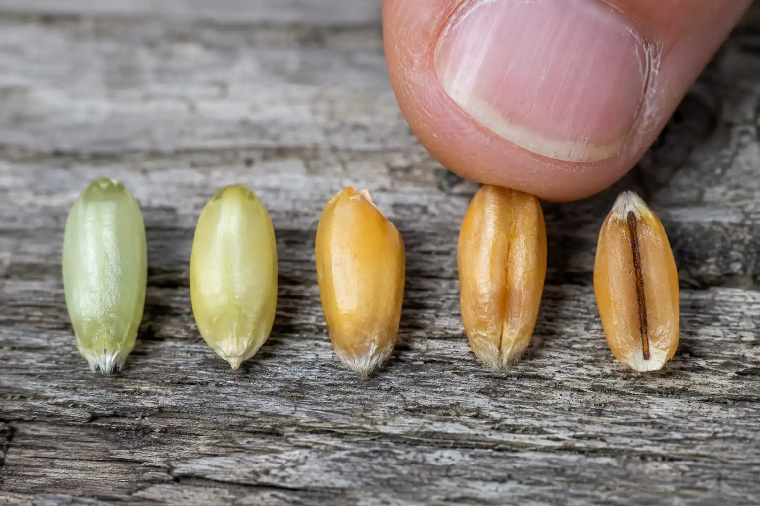 A harvest ripe wheat kernel is hard amber and resists a thumbnail dent, while the split kernel shows the dark pigment strand that marks maximum dry weight
