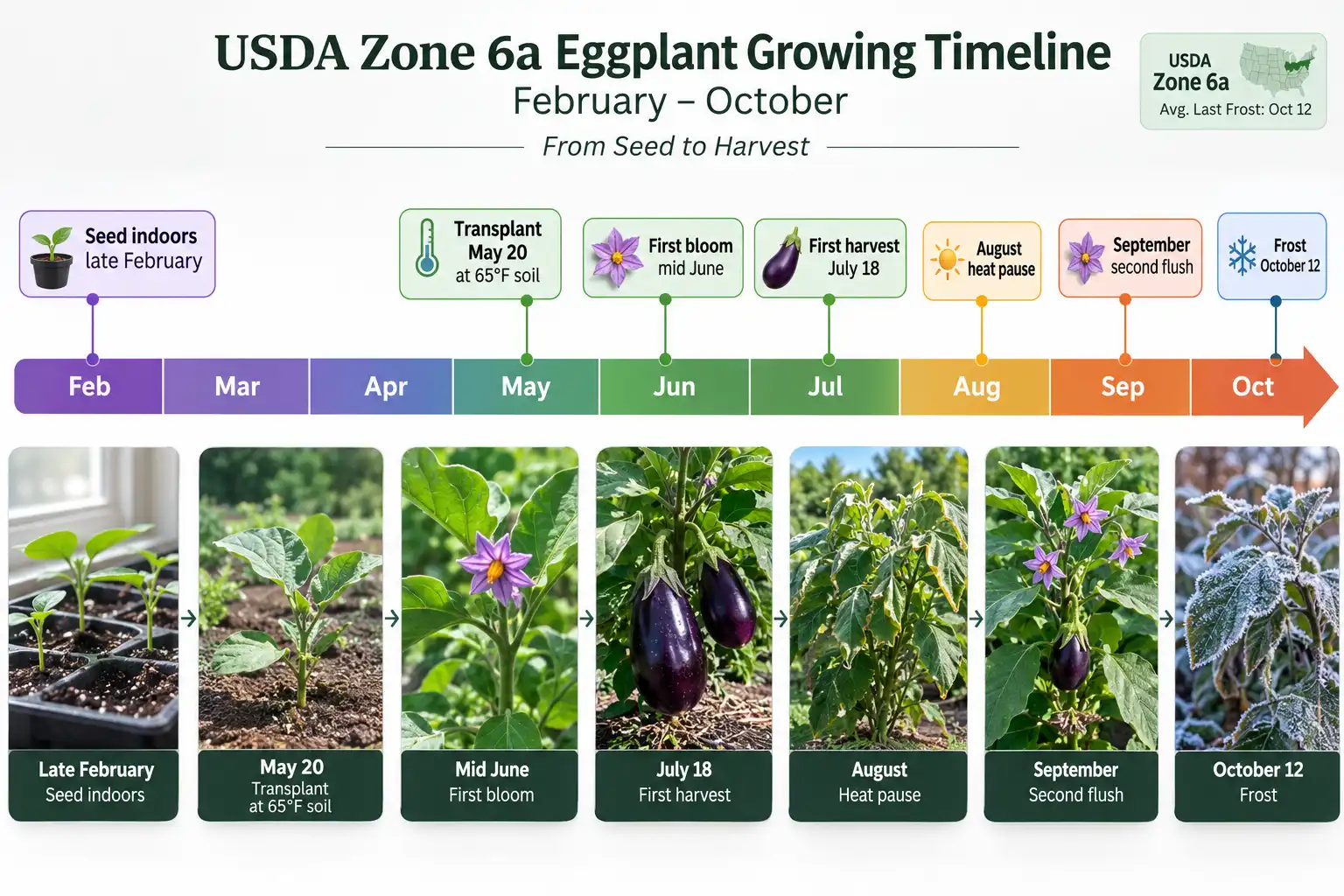Zone 6a eggplant timeline showing indoor seeding in late February, May 20 transplant, first harvest around July 18, and season end at October frost.