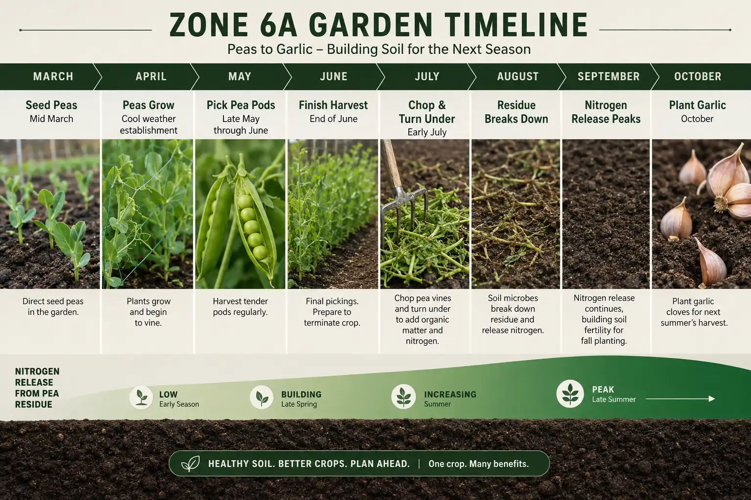 Peas seeded in mid March finish by late June in zone 6a, and turning the vines under then leaves the bed ready for fall garlic or next spring’s onion crop.
