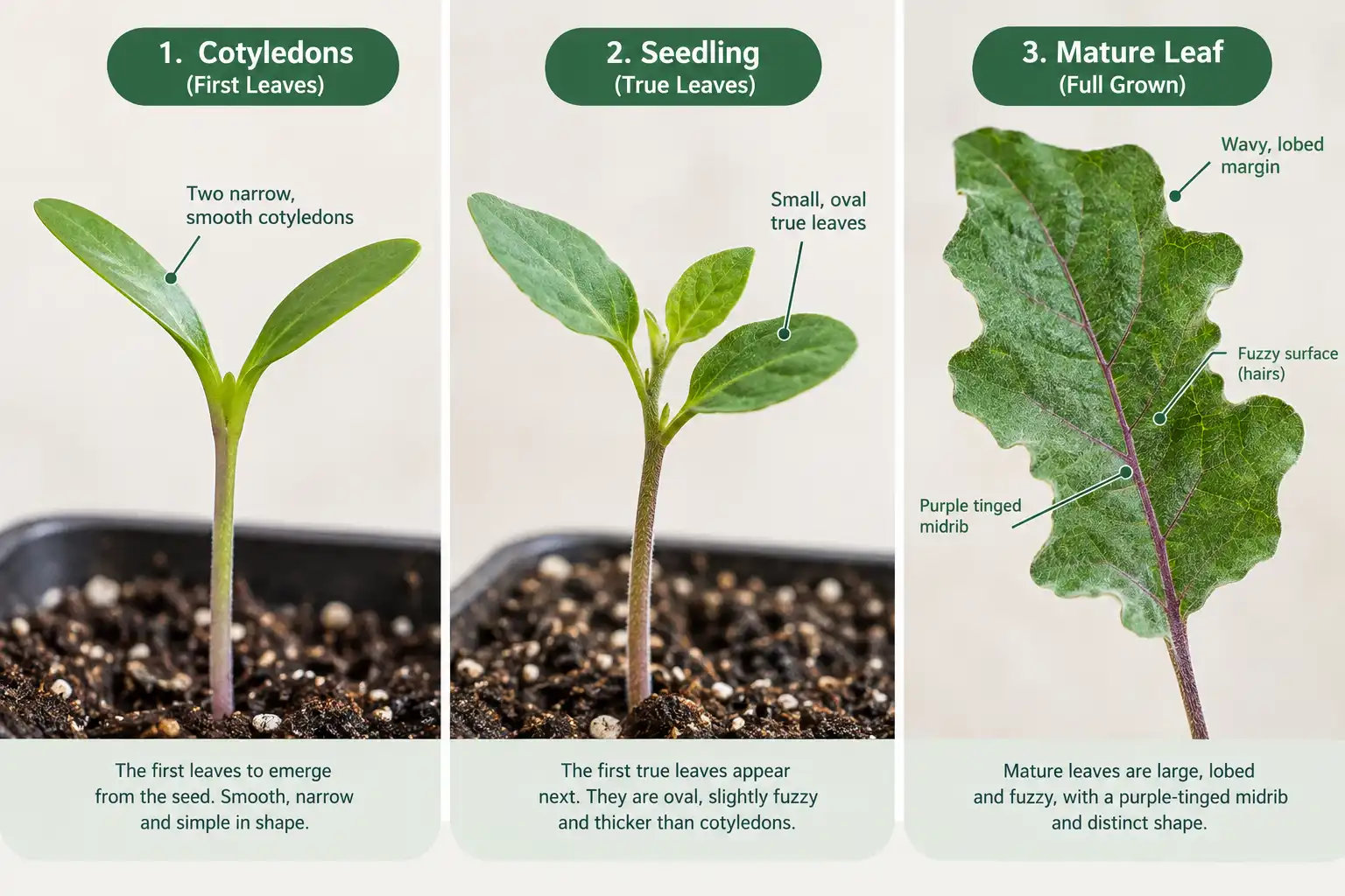 Eggplant foliage starts as two narrow smooth seed leaves, then small oval true leaves, then wide lobed fuzzy blades.