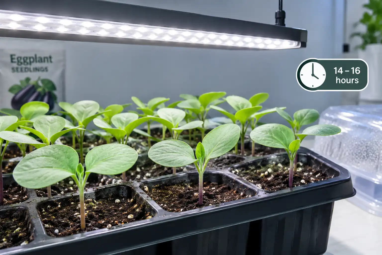 Once eggplant seedlings emerge the dome comes off and the light sits 2 to 6 inches above the leaves for 14 to 16 hours a day.