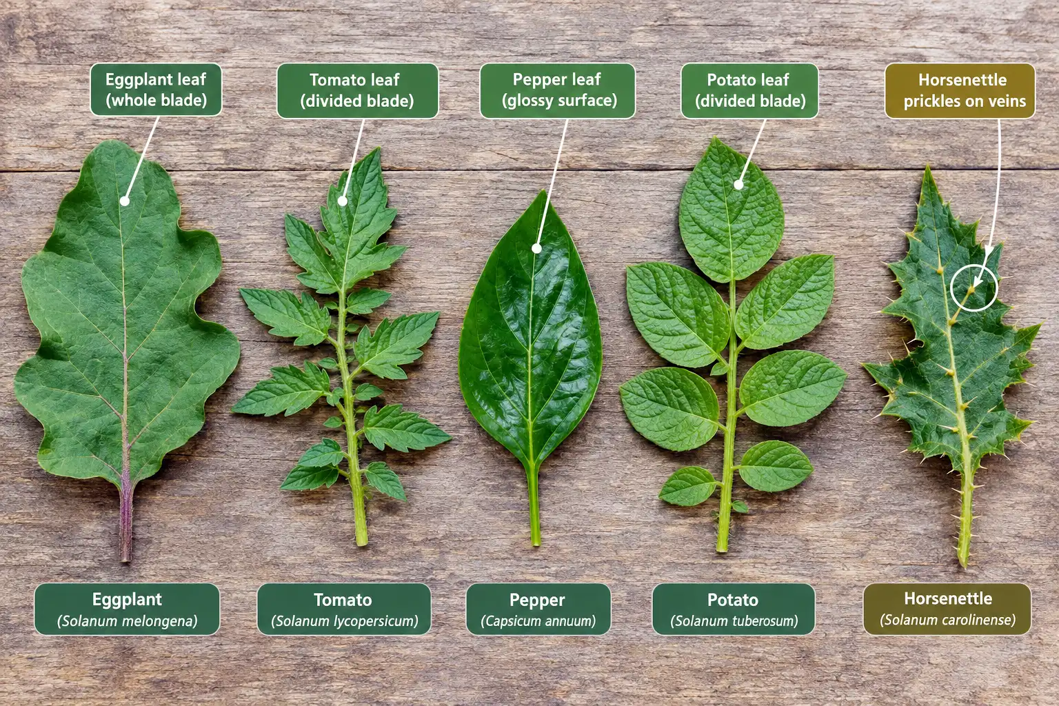 Eggplant leaves stay whole with wavy lobes, while tomato and potato leaves divide into leaflets, pepper leaves stay glossy, and horsenettle carries sharp vein prickles.