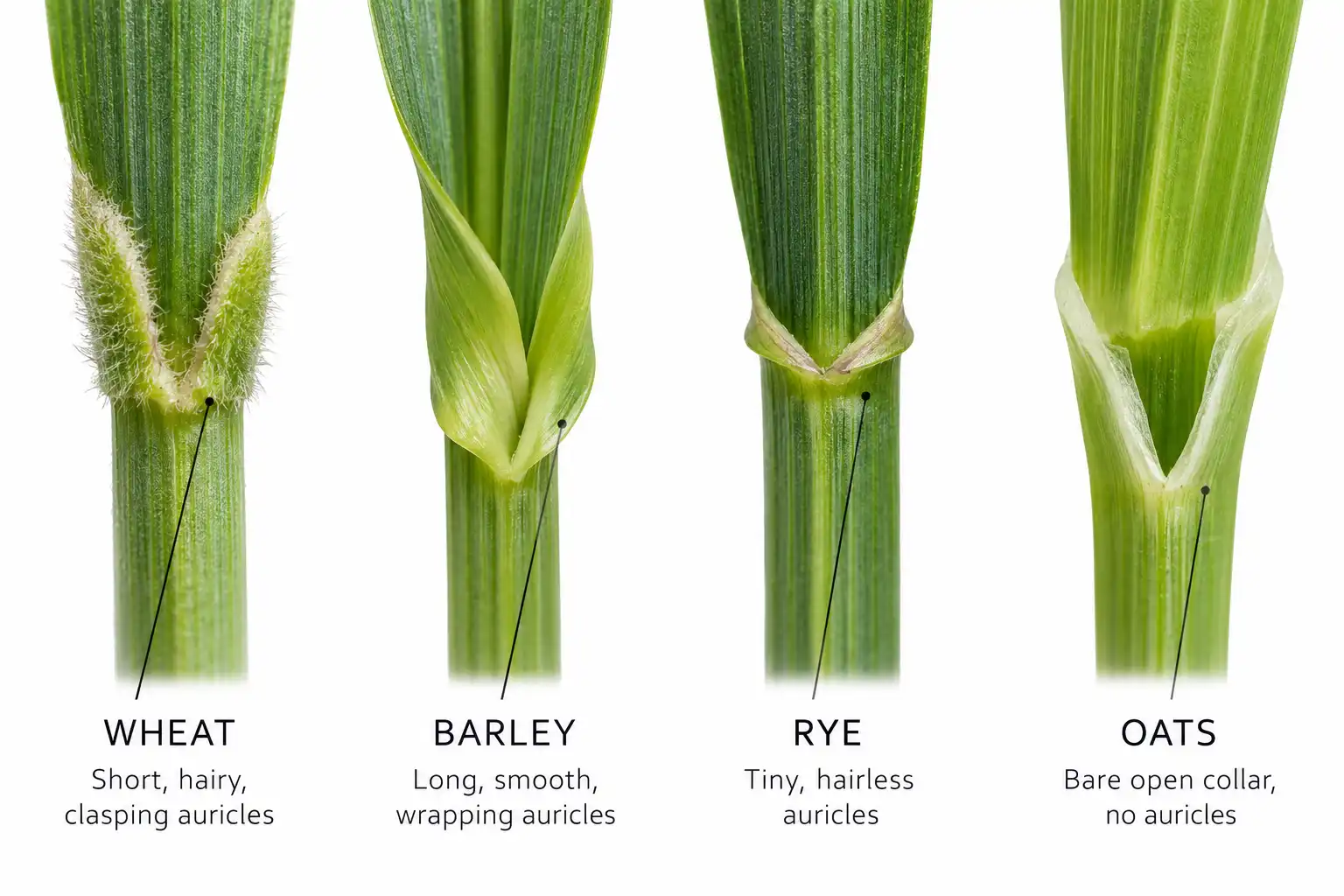 Wheat has short hairy auricles that clasp the stem, while barley auricles are long and smooth, rye auricles are tiny, and oats have none.