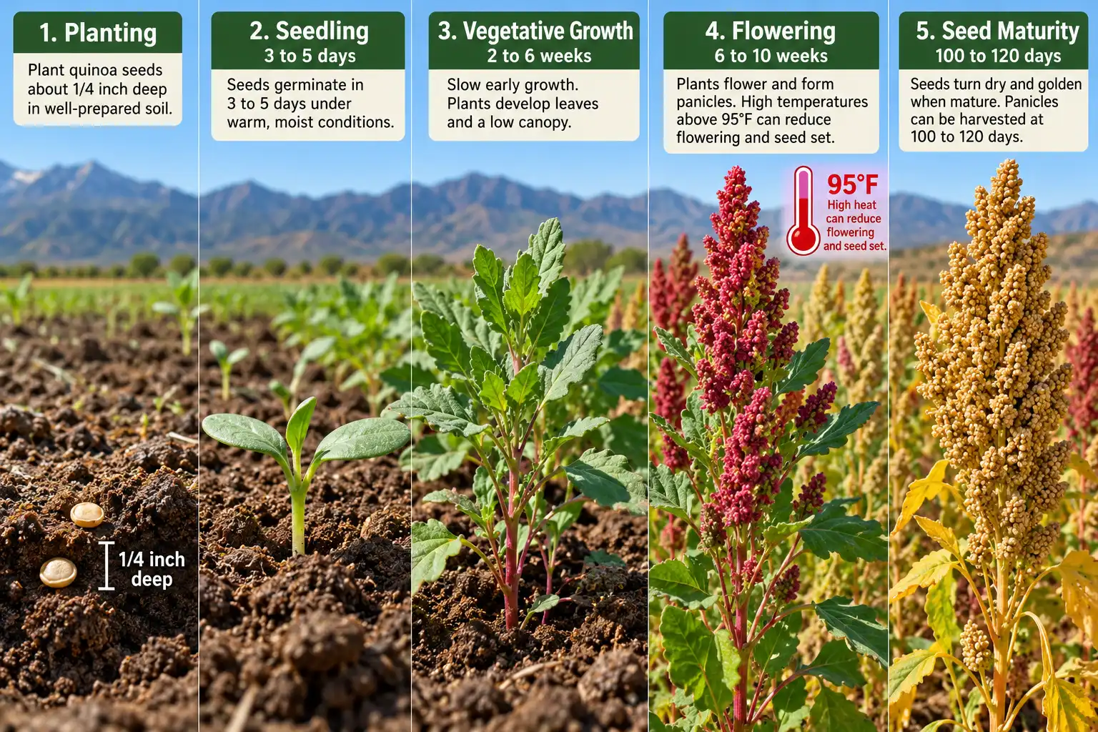 Quinoa emerges in 3 to 5 days and matures in 100 to 120 days, but heat above 95°F at flowering cuts seed set.
