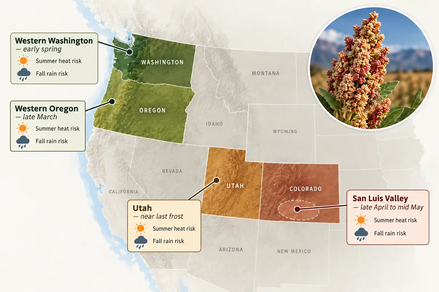 Quinoa planting runs from late March in western Oregon to mid-May in Colorado’s San Luis Valley.